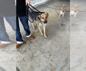 German Shepherd Dog Dogs for adoption in Stockton, CA, USA