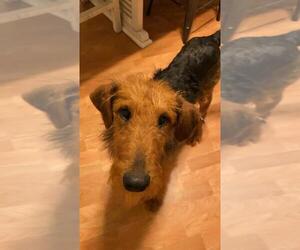 Airedale Terrier-Unknown Mix Dogs for adoption in Portland, IN, USA