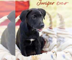 Labrador Retriever-Unknown Mix Dogs for adoption in Palatine/Kildeer/Buffalo grove, IL, USA