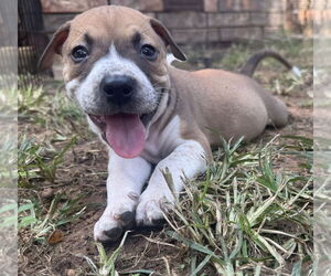 Mutt Dogs for adoption in OKLAHOMA CITY, OK, USA