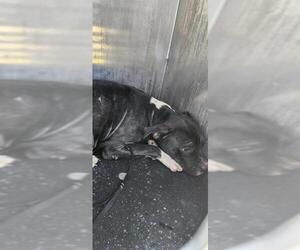 American Staffordshire Terrier-Unknown Mix Dogs for adoption in San Antonio, TX, USA