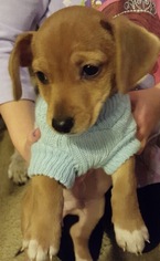 Medium Photo #1 Chiweenie Puppy For Sale in O Fallon, MO, USA