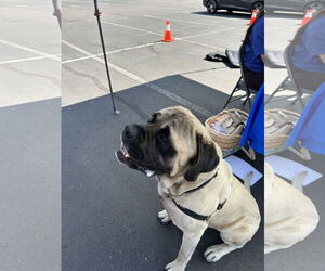 Mastiff Dogs for adoption in McMinnville, OR, USA