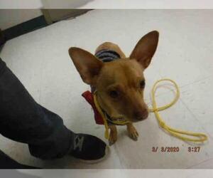 Chihuahua Dogs for adoption in Oroville, CA, USA