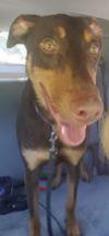 Doberman Pinscher Dogs for adoption in Mission, KS, USA