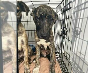 German Shepherd Dog-Unknown Mix Dogs for adoption in Stockton, CA, USA