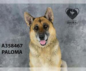 German Shepherd Dog Dogs for adoption in Stockton, CA, USA