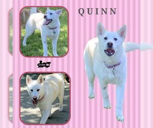 Australian Shepherd Dogs for adoption in Lindsay, CA, USA