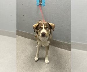 Labrador Retriever-Siberian Husky Mix Dogs for adoption in Las Vegas, NV, USA