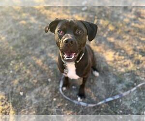 Labrador Retriever Dogs for adoption in Ocala, FL, USA