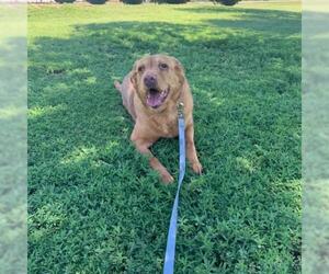 Golden Retriever Dogs for adoption in Great Bend, KS, USA