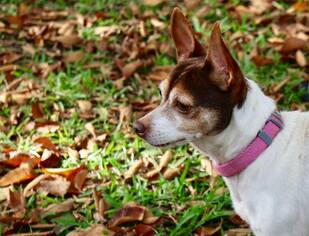 Rat Terrier Dogs for adoption in Arlington, TX, USA