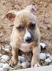 Small Bullypit
