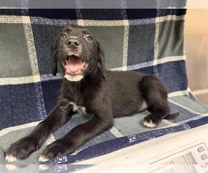 Labrador Retriever Dogs for adoption in HESPERIA, CA, USA