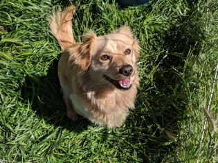 Cavapom Dogs for adoption in Vacaville, CA, USA
