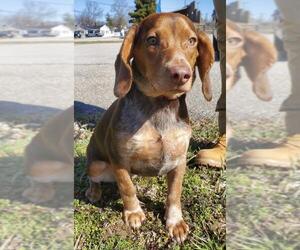 Beagle Dogs for adoption in Batavia, OH, USA