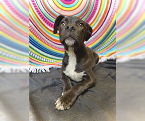 Bulldog-Labrador Retriever Mix Dogs for adoption in Pleasanton, TX, USA