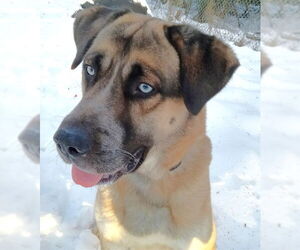 Alaskan Malamute-German Shepherd Dog Mix Dogs for adoption in Anchorage, AK, USA