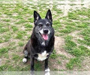 German Shepherd Dog-Unknown Mix Dogs for adoption in Orange, CA, USA