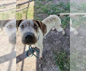American Pit Bull Terrier-Unknown Mix Dogs for adoption in Corpus Christi, TX, USA