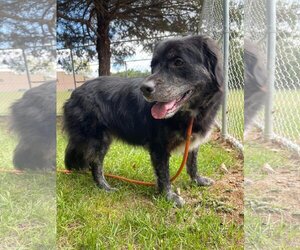 Eurasier Dogs for adoption in Front Royal, VA, USA