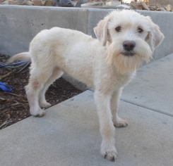 Shih-Poo Dogs for adoption in Los Angeles, CA, USA