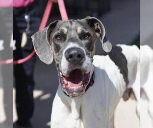 Great Dane Dogs for adoption in San Antonio, TX, USA