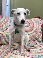 Jack Russell Terrier-Unknown Mix Dogs for adoption in Williston, VT, USA