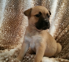 Medium Photo #1 Labrador Retriever-Mountain Cur Mix Puppy For Sale in Nashville, TN, USA