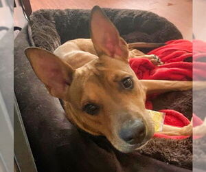 American Staffordshire Terrier-Unknown Mix Dogs for adoption in Minneapolis, MN, USA