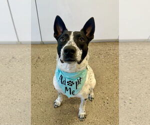 Australian Cattle Dog-Unknown Mix Dogs for adoption in Chandler, AZ, USA