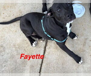 American Pit Bull Terrier-Unknown Mix Dogs for adoption in Farmerville, LA, USA