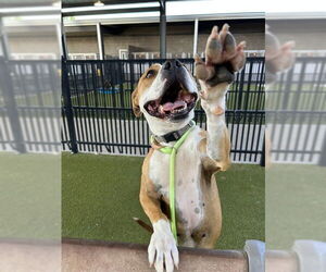 American Staffordshire Terrier-Unknown Mix Dogs for adoption in Waco, TX, USA