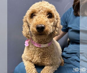 Mutt Dogs for adoption in Washington, DC, USA