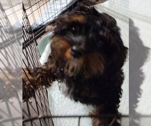 Cavapoo Dogs for adoption in Tenafly, NJ, USA