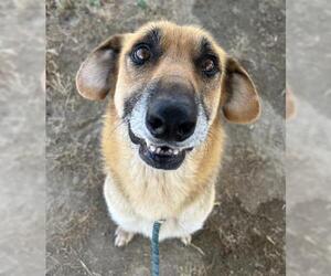 German Shepherd Dog Dogs for adoption in Bakersfield, CA, USA