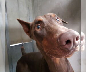 Doberman Pinscher Dogs for adoption in San Bernardino, CA, USA
