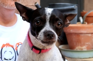 Chihuahua Dogs for adoption in Cottonwood, AZ, USA