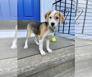 Small Beagle-Feist Terrier Mix