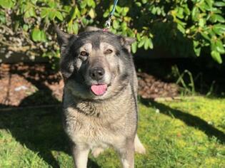 Small Norwegian Elkhound Mix