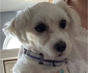 Maltese Dogs for adoption in Fort Wayne, IN, USA