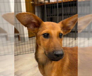 Airedale Terrier-Unknown Mix Dogs for adoption in Wheaton, IL, USA