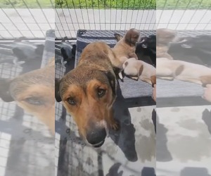 Mutt Dogs for adoption in Stover, MO, USA