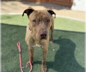 American Pit Bull Terrier-Unknown Mix Dogs for adoption in Las Vegas, NV, USA