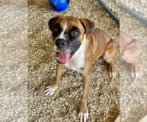 Boxer Dogs for adoption in Austin, TX, USA