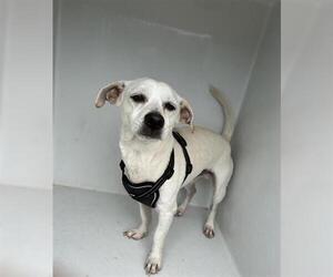 Chihuahua-Unknown Mix Dogs for adoption in Houston, TX, USA