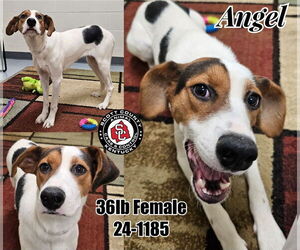 Mutt Dogs for adoption in Georgetown, KY, USA