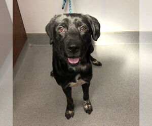 Labrador Retriever-Unknown Mix Dogs for adoption in Rancho Cucamonga, CA, USA