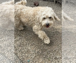Medium Photo #2 Poodle (Miniature)-Wheaten Terrier Mix Puppy For Sale in Mukwonago, WI, USA