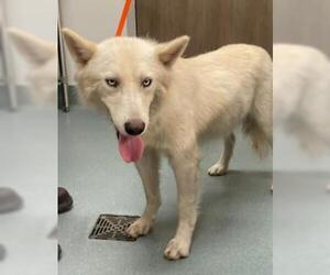 Siberian Husky-Unknown Mix Dogs for adoption in Baytown, TX, USA